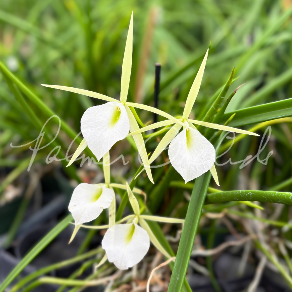 B. Burnett Taurus — Palmer Orchids